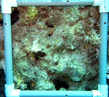 Small quadrat with juvenile corals