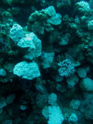 A reef with recently eaten corals