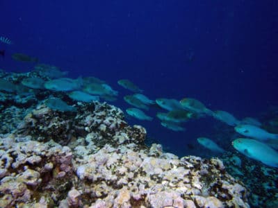 school of parrotfish