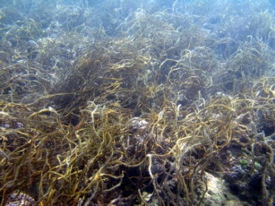 Shallow inshore reef flat with remains of Turbinaria fronds
