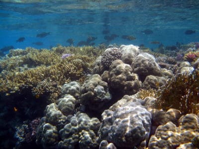 Shallow Reef with Porites and Acropora