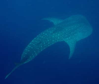 Our whale shark swimming away to the ocean depths