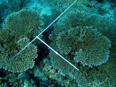 Acropora: Table corals in my transect (scale bar = 1m).