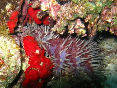 A crown of thorns seastar hidden away in a crevice during the day