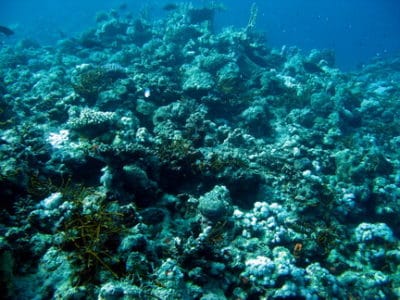A typical deep reef.