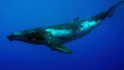 Humpback Whale Season in Cook Islands