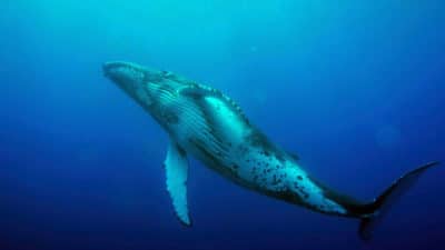 humpback whale