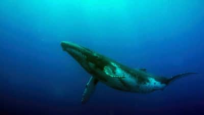 humpback whale