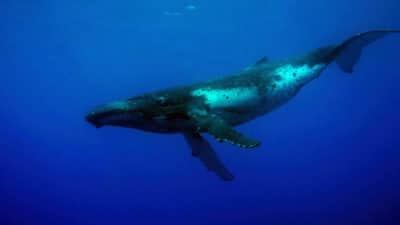 humpback whale