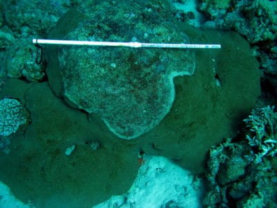 A slowly spreading disease (white syndrome) on a star coral (Diploastrea).