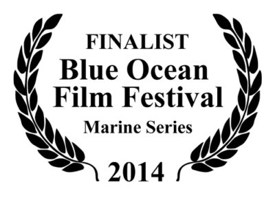 finalist blue ocean film festival marine series