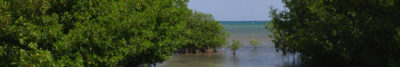 Caribbean Mangroves