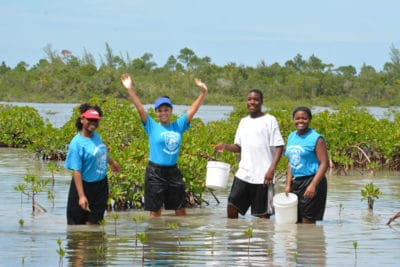 Bahamian Mangroves Awareness (BAM)