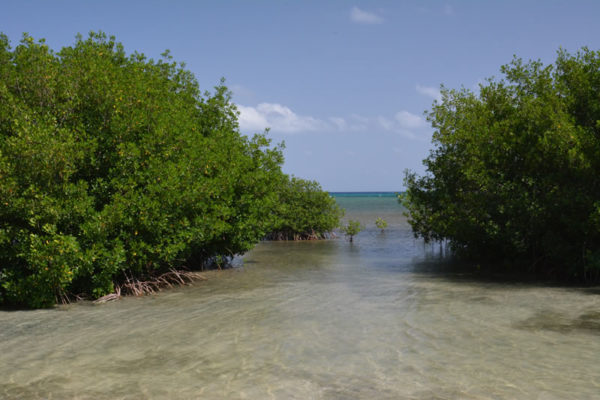 caribbean-mangroves - Living Oceans FoundationLiving Oceans Foundation