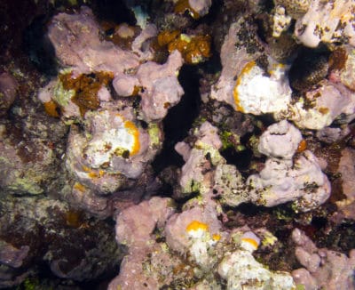 clod coralline algae lethal orange disease