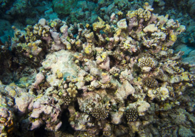 Reef Recovery After COTS Outbreak