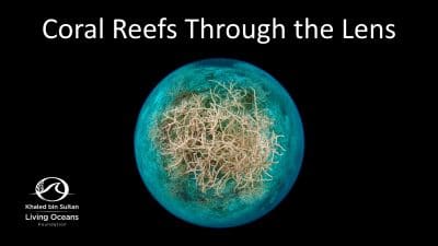 Coral Reefs Through the Lens Photo (c)Michele Westmorland/iLCP