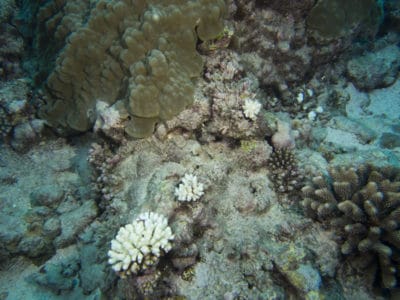 path of destruction COTS lesions on juvenile corals fore reef