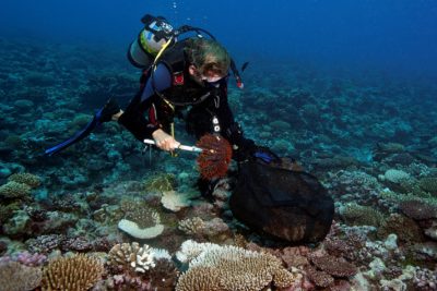 Los científicos de KSLOF Andy Bruckner recogiendo estrellas de mar COTS