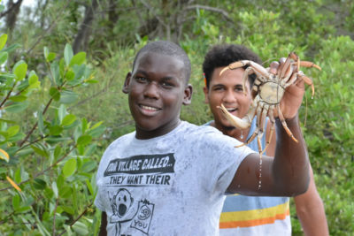 A student picks up a crab climbing in the roots of the mangroves