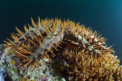 L'étoile de mer à couronne d'épines (COTS) KSLOF