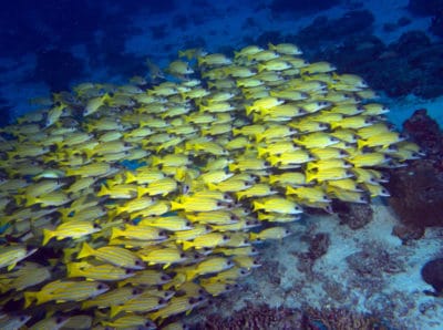Fish Schools Maldives