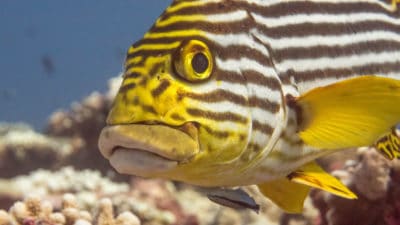 Adult Indian Ocean oriental sweetlips - Plectorhinchus vittatus