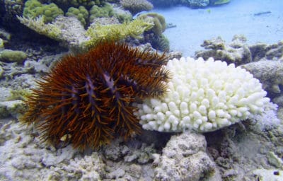 Crown of Thorns Seastars