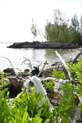 Coconut Tree Bay, a target for coastal cleanup here in Murphy Town.