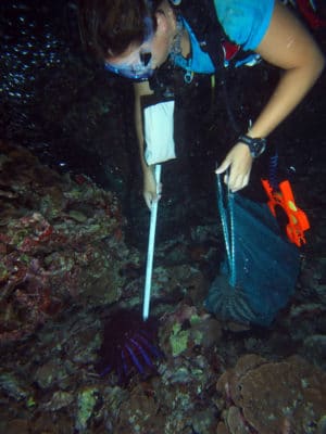 Georgia collecting cots at himmafushi on turbinaria