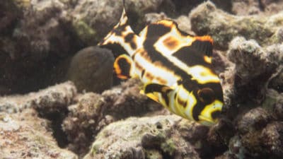 Juvenile Indian Ocean oriental sweetlips - Plectorhinchus vittatus