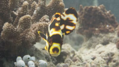 Juvenile Indian Ocean oriental sweetlips - Plectorhinchus vittatus