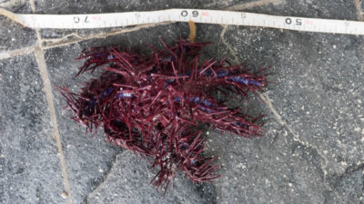 Measurements taken of a crown-of-thorns starfish before it is buried on the beach