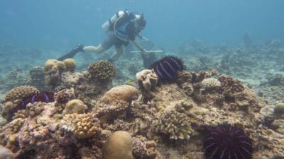 SCAR Team diver searches the reef for crown-of-thorns starfish