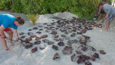 Collecting Starfish Maldives
