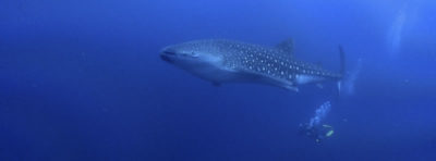 Whale Shark