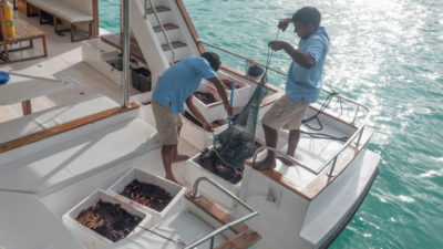 Science divers organize their COTS catch for later counting and cataloging.