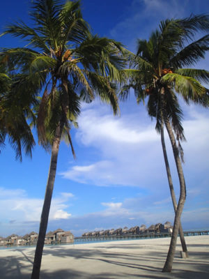 coconut palm beach and water villas Gili Lankanfushi