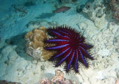 Crown of Thorns Starfish Sources (COTS)