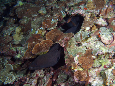 Giant moray eel protruding from its hiding spot.