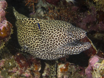 honeycomb moray eel (Gymnothorax favagineus)
