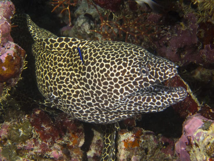 More Moray Eels at Maldives (KSLOF)Living Oceans Foundation