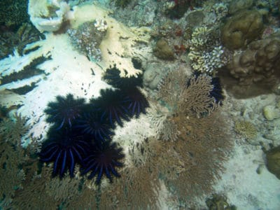 large group of COTS on table acroporid