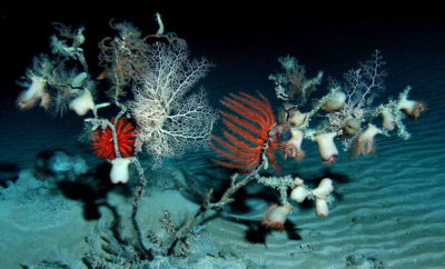 Almost completely dead antipatharian black coral (possibly Leiopathes sp.), host to a wide variety of invertebrates. / Sonke Johnsen