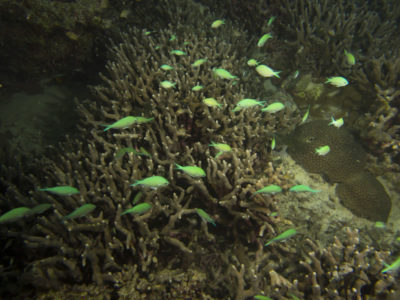 porites cylindrica is never eaten