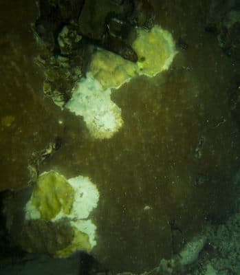 rarely eaten Porites with recent and week old lesions near channel