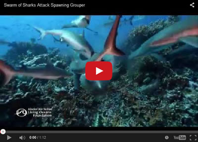 shark feeding frenzy video thumb