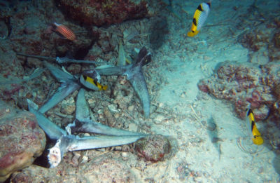 Tuna waste from the crown of thorns starfish sources... the tuna processing plant at densely populated Himmafushi.