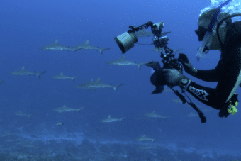 Swimming with Sharks for Science