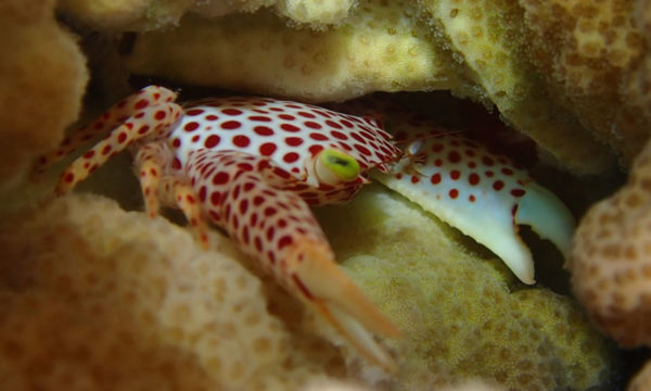 Courageous Guard Crabs (KSLOF) -Living Oceans Foundation